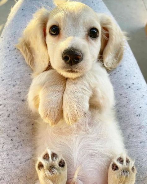 supa dogs : So cute!! 😍 Cream Mini Dachshund, Fluffy Critter, Daschund Puppies, English Cream, Dachshund Puppy Miniature, Really Cute Dogs, Mini Dachshund, Silly Dogs, Cute Animals Images