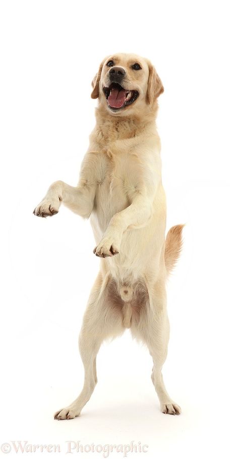 Yellow Goldidor Retriever dog, playfully standing up photo WP48939 Dogs Standing Up, Dog Standing Up, Dog Looking Up, Dog Reference Poses, Dynamic Dog Poses, Dog Reference Photo, Bow Poses, Dancing Dogs, Dog Design Art