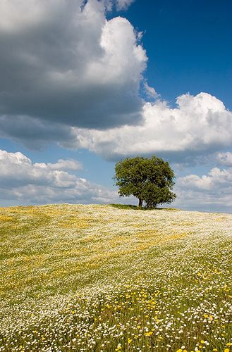 Meadow With Wildflowers, Tree In Meadow, Tree In A Field, Spring Field, Summer Meadow, Spring Meadow, Spring Trees, Spring Landscape, Spring Photography