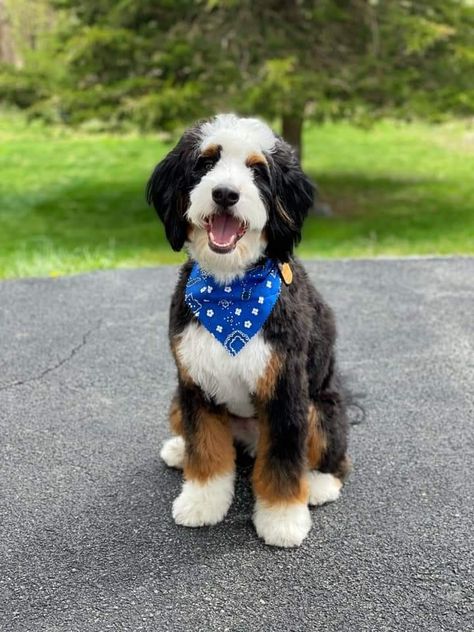 Mini Bernedoodle Grooming Styles, St Berdoodle Haircuts, Bernedoodle Teddy Bear Haircut, Mini Bernedoodle Haircut Styles, Bernadoodle Haircuts, Bernedoodle Grooming Styles, Bernedoodle Haircut Styles, Bernedoodle Grooming, Bernedoodle Haircut