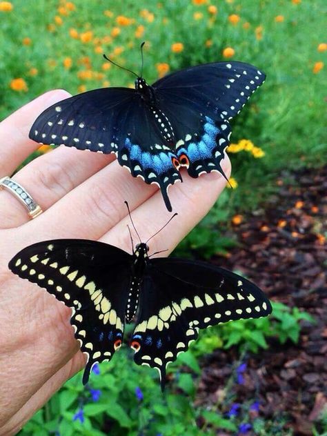 Female Eastern Black Swallowtail top, male bottom Eastern Black Swallowtail Butterfly, Black Swallowtail Butterfly Tattoo, Black Swallowtail Butterfly, Raising Butterflies, Black Swallowtail, Types Of Butterflies, Beautiful Butterfly Photography, Butterfly Species, Swallowtail Butterfly