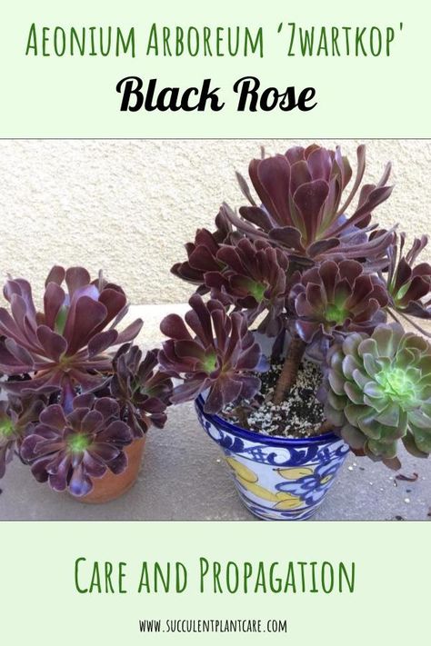 Aeonium arboreum ‘Zwartkop’ (Black Rose) have beautiful deep purple foliage. Learn everything you need to know about Aeonium arboreum ‘Zwartkop’ Care, propagation and Growing tips here. Black Rose Succulent Care, Black Rose Aeonium, Aeonium Black Rose, Black Rose Succulent, Aeonium Zwartkop, Aeonium Succulents, Purple Foliage, Succulent Collection, Rose Care