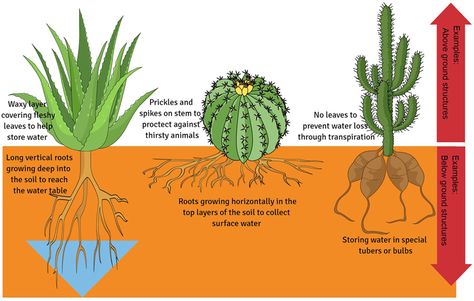 Figure 1 - Extreme structural adaptations found in plants to combat water loss and store more water. Adaptation In Plants, Evs Project, Structural Adaptations, Respect Lessons, Cactus Species, Kinds Of Cactus, Plant Biology, Plant Adaptations, Models Architecture