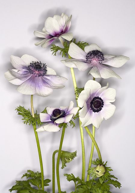 White Anemones, White Anemone, Flower Sculptures, Anemone Flower, Indoor Flowers, Painting Flower, Giant Flowers, Floral Photography, Acrylic Flowers