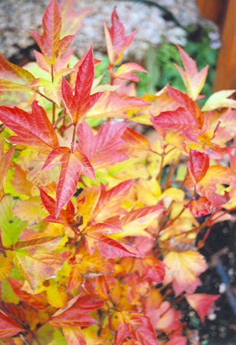 Click to view a full-size photo of Compact Highbush Cranberry (Viburnum trilobum 'Compactum') at Weston Nurseries Cranberry Viburnum, Highbush Cranberry, Low Maintenance Shrubs, How To Attract Birds, Garden Centre, Plant List, Flowering Shrubs, Diy Landscaping, Garden Trees