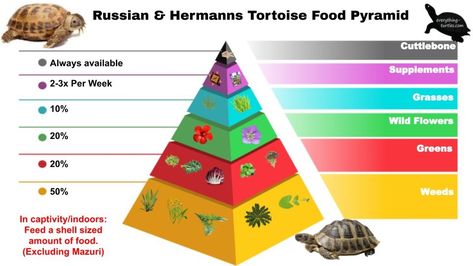 What you should be feeding your tortoise on a daily/weekly basis. Leopard Tortoise Food, Tortoise Plants, Tortoise Clothes, Hermann Tortoise, Pet Reptiles, Russian Tortoise Diet, Tortoise Food, Grass Hay, Leopard Tortoise