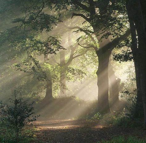 Sun Shining Through Forest, Sun Through Trees Aesthetic, Sunlight Through Trees Painting, Sun Shining Through Trees, Fire Drawing, Autumn Sun, Sun Painting, Tao Te Ching, Sun Shining