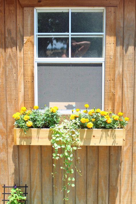 LOVE these ideas to add flowers and plants to window boxes. I'm trying this in my garden shed! #homesteading #flowers #DIY #fall #winter #spring #summer Coop Decor, Chicken Coop Decor, Chicken Mama, Chicken Toys, Urban Chickens, Raising Backyard Chickens, Building A Chicken Coop, Backyard Chicken Coops, Window Ideas