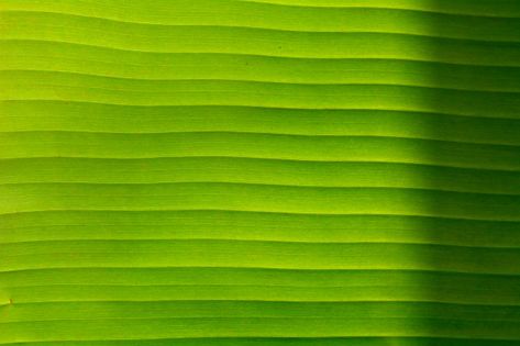 Beautiful, Green, Banana Leaf, Light, Fresh, Background Fresh Background, Banana Leaf Pattern, Banana Leaf Wallpaper, Nature Photography Flowers, Birthday Photo Frame, Green Banana, Traditional Cakes, Photo Beautiful, Leaf Background