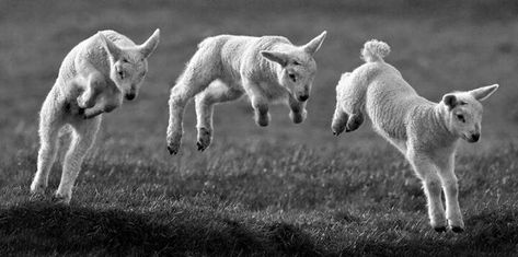 Lamb Reference Photo, Lamb Reference, Lamb Jumping, Sheep Jumping, Lamb Pictures, Arte Steampunk, Gato Grande, Animal Study, Baby Goats