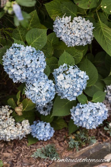 Mophead Hydrangea macrophylla | Why are my Hydrangeas not blooming? | Having trouble with your hydrangeas not blooming? Find out how to fix the problems so that you can grow these beautiful flowers in your garden. Shade Flowers Perennial, Part Shade Perennials, Incrediball Hydrangea, Mophead Hydrangea, Shade Loving Shrubs, Hydrangea Petiolaris, Big Leaf Hydrangea, Smooth Hydrangea, Shade Loving Perennials