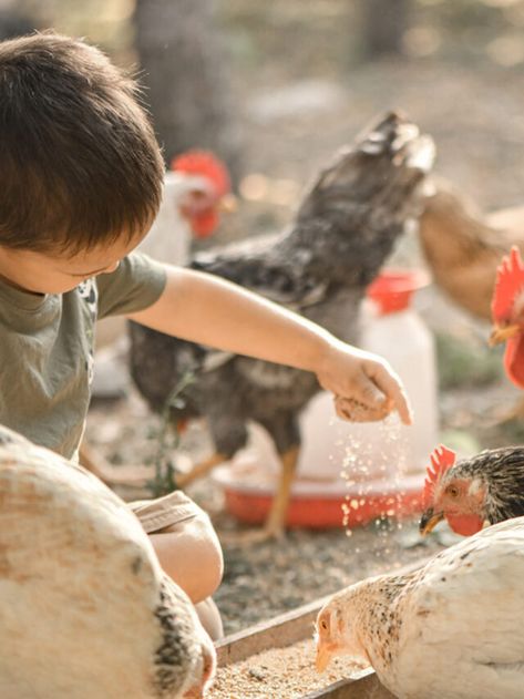 5 Ways to Feed Chickens Without Buying Feed - Farmhouse Guide Feed Chickens, Chicken Owner, Barley Grass, Free Range Chickens, Food Scraps, Chicken Feed, Earthworms, Rich In Protein, A Penny