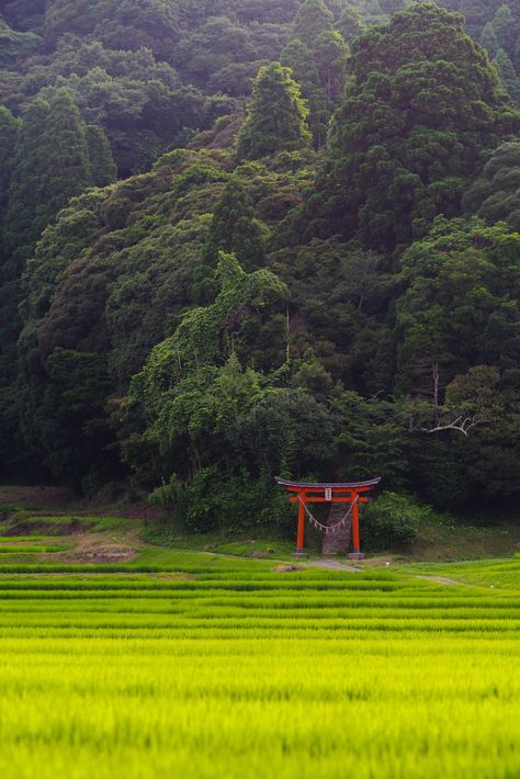 Japan Countryside, Japanese Countryside, Kimono Gallery, Photos Black And White, Japanese Forest, Japanese Shrine, Japan Landscape, Torii Gate, Japanese Photography