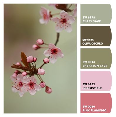 Paint colors from ColorSnap by Sherwin-Williams Cherry Blossom Branch Photography, Winter Flowers Wedding, Fruit Blossoms, Cherry Blossom Photo, Cherry Tree Blossom, Japanese Cherry Blossoms, Pink Spring Flowers, Cherry Blossom Trees, Cherry Blossom Flower