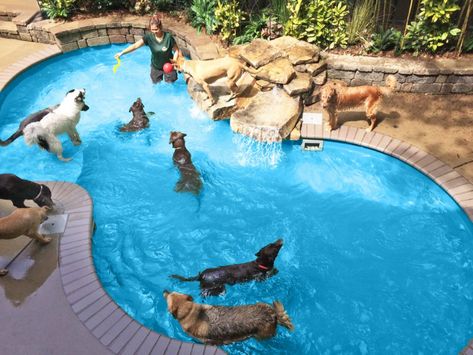 Dog Swimming Pool | Murfreesboro, Smyrna TN | Safari Pet Resort Dog Boarding Facility, Portable Swimming Pools, Dog Swimming Pools, Cute Dog Harness, Luxurious Vacation, Dog Accesories, Lagoon Pool, Outdoor Play Areas, Pet Resort