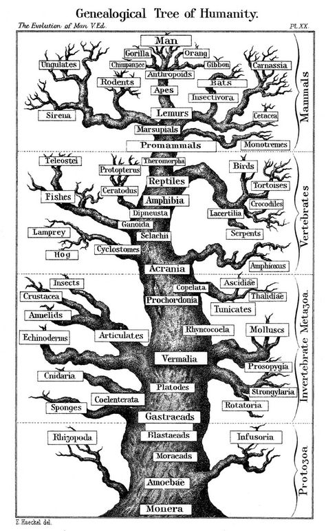 Human evolution tree | Flickr - Photo Sharing! Human Evolution Tree, Tree Of Life Evolution, Phylogenetic Tree, Origin Of Species, Human Evolution, Charles Darwin, Zoology, E Card, Daily Habits