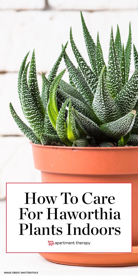 House Cactus Plants, Different Succulents Plants, Aloe Plants, Aloe Plant Care Indoor, Sacculant Plants, Indoor Gardening Diy, Haworthia Succulents, Haworthia Succulents Care, Aloe Vera Plant Indoor