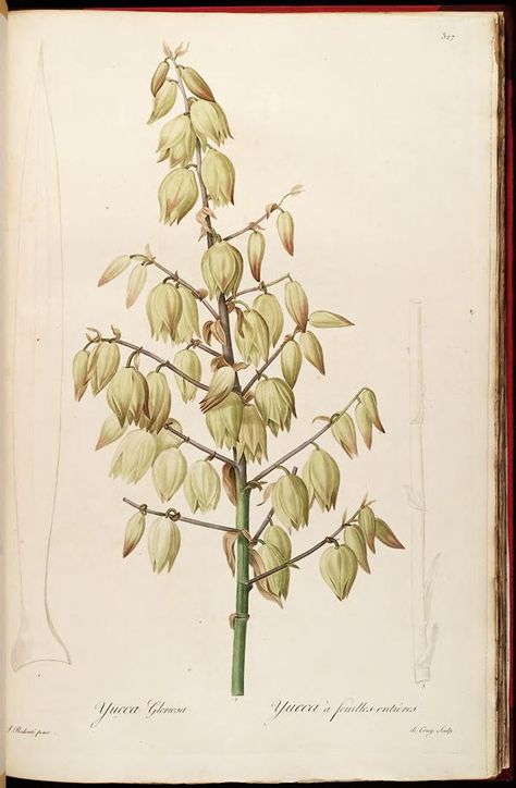 vol. 6 - Les liliacees, by Pierre Joseph Redoute, 1812 - Biodiversity Heritage Library Yucca Gloriosa, Audubon Prints, Antique Artwork, Illustration Botanique, Plants Nature, Natural Curiosities, Vintage Botanical Prints, Botanical Illustrations, Botanical Beauty