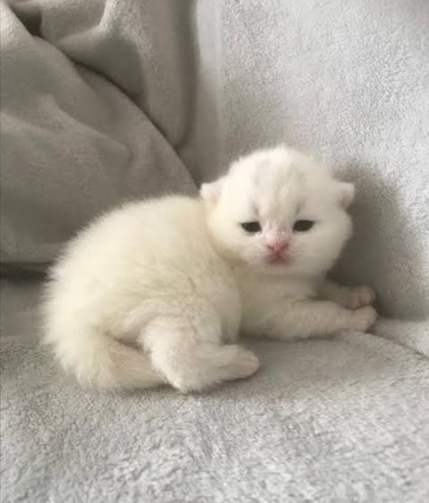 Fluffy White Kitten, Cute White Cats, White Fluffy Kittens, Cute White Kitten, White Fluffy Cat, Albino Cat, Kitten White, Cute White Cat, White And Black Cat