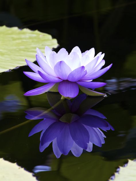 Water Lily Nymphaea Lotus, Lotus Flower Seeds, Lotus Garden, Lotus Flower Pictures, Lily Lotus, Different Types Of Flowers, Aquatic Plants, Water Lily, Purple Flower