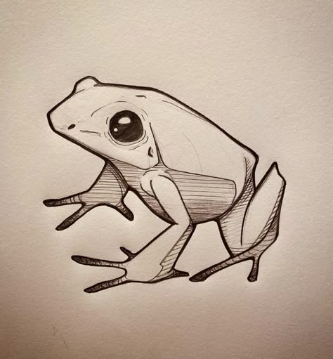 Toad Drawing, Sketching For Beginners, Sketches For Beginners, Easy Sketches For Beginners, Frog Sketch, Easy Sketches, Frog Drawing, Graffiti Style Art, Frog Art