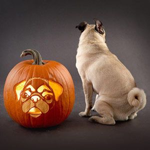 Dog Breed Jack-O-Lanterns, Pumpkin Carving Posts & Links For ... Pumpkin Carving Stencils Easy, Pug Pumpkin, Pumpkin Carving Games, Pumpkin Carving Tips, Printable Pumpkin Stencils, Pumpkin Carving Stencils Free, Pumpkin Stencils Free, Pumpkin Carving Stencils, Doug The Pug