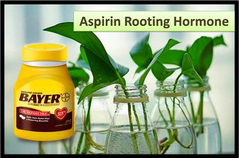 Aspirin Rooting Hormone - Does it Work? - Garden Myths Asprin Uses, Cinnamon For Rooting Plants, Rooting Powder Diy, How To Grow Horseradish Root, Cloning Plants, Rooting Hormone Diy Plant Cuttings, Diy Root Stimulator For Plants, Rooting Hormone, Root Growth