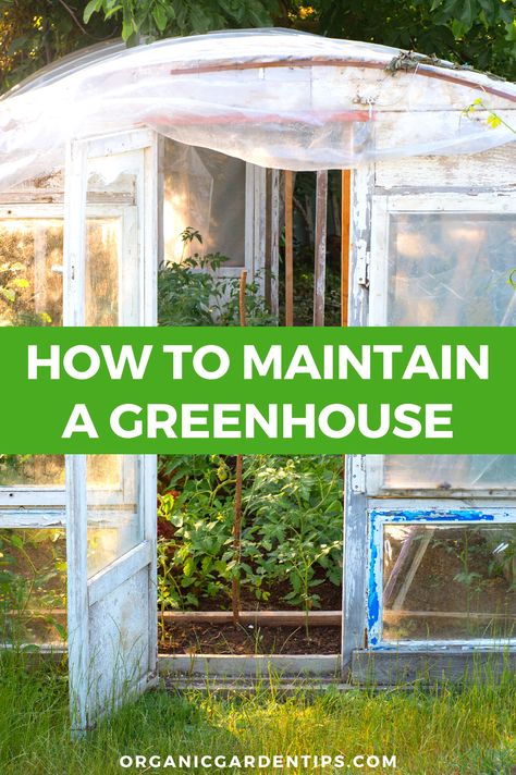 Window Greenhouse, Greenhouse Farming, Preschool Garden, Diy Greenhouse Plans, Home Nails, Outdoor Greenhouse, Nails Home, Flowers In Bloom, Build A Greenhouse