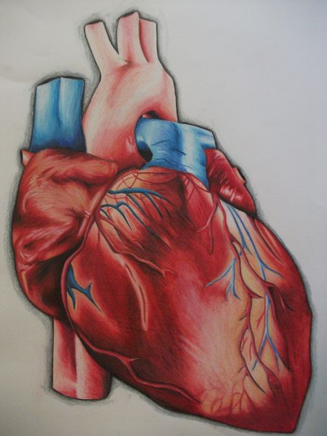 Color Pencil/ Human Heart Human Heart Drawing Color, Heart Drawing Color, Heart Pencil Drawing, Human Heart Diagram, Human Heart Tattoo, Anatomical Heart Drawing, Realistic Heart Tattoo, Human Heart Drawing, Cartoon Heart