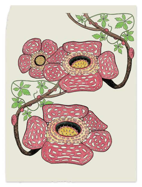 Rafflesia Illustration, Raflesia Arnoldi Illustration, Rafflesia Drawing, Raflesia Arnoldi Art, Raflesia Arnoldi, Bunga Rafflesia, Rafflesia Flower, Rafflesia Arnoldii, The Botanist