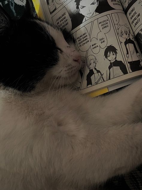 Cat Reading Manga, Cats Reading, Reading Manga, Cat Reading, Cat Aesthetic, Cat Girl, Manga To Read, My Vibe, Real Photos