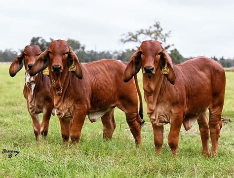 Red Brahman Bull Brahman Bull, Gado Leiteiro, Beef Cow, Future Farms, Cattle Ranching, Cattle Farming, Limousin, Going Fishing, Cute Animal Videos