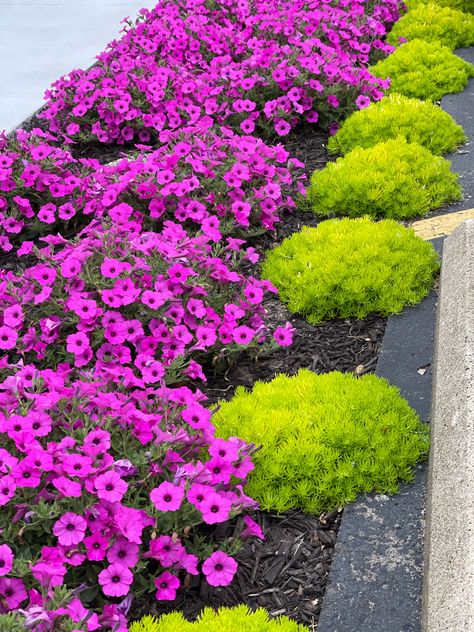 If you watch my YouTube videos you have seen this planting of Supertunia Jazzberry and Lemon Coral Sedum. This is planted right along our parking lot, so a very hot location. This is in full sun and just look how beautifully these two plants play off each other! I love this simple combination and I can't wait to see it as the summer progresses! Be sure to subscribe to us on YouTube so that you get notified when we add a new video and you can follow along on its growth through the summer too! Jazzberry Supertunia, Lemon Coral Sedum, Sedum Ground Cover, Sedum Garden, Front Lawn Landscaping, Walkway Landscaping, Annual Garden, Flower Tower, Coral Garden