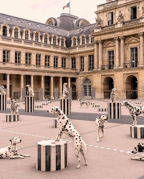 Spotted At Palais-Royal, Paris by @graymalin | Instagram Dalmatian Photography, Penelope Aesthetic, The Dog Star, Real Estate Marketing Design, Gray Malin, Adventure Lifestyle, Palais Royal, Dog Poster, Dog Images