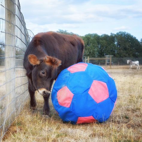 Cow playing with a ball Cow Playing With Ball, Cow Playing, Cats 101, Cat Playground, Kittens Playing, A Cow, Kitten Cat, Cat Owners, You Smile