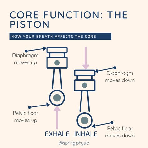 Core muscles work together like a piston Pelvic Floor Muscles Anatomy, Anatomy Of Pelvic Floor, Release Pelvic Floor Muscles, Pelvic Floor Relaxation Exercises, Diaphragmatic Breathing Pelvic Floor, Pelvic Floor Therapy, Female Reproductive System, Core Words, Pelvic Floor Muscles