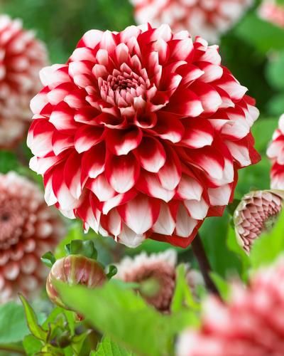 Dahlias – BloomingBulb All Plants, Summer Colors, Garden Beds, Secret Garden, Dahlia, Orange Color, Cactus, Red And White, Plants