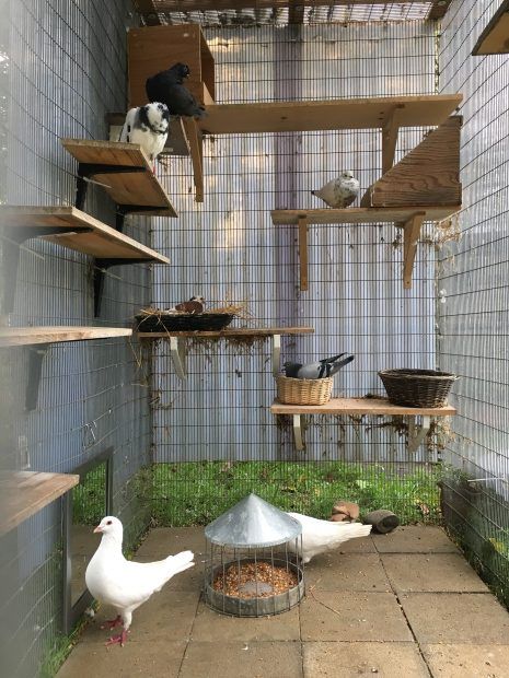 Pigeon House Ideas, Tattoo Pigeon, Aviary Ideas, Pigeon Loft Design, Pigeon Nest, Pigeon Cage, Pet Pigeon, Diy Bird Cage, Pigeon House