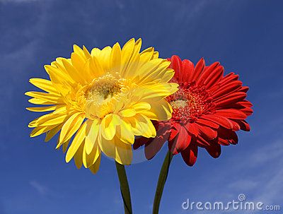 Sky Horizontal, Yellow Gerbera, Rainbow Wallpaper Iphone, Yellow Cottage, Two Flowers, Rainbow Wallpaper, Flowers Red, Yellow Aesthetic, Red And Yellow