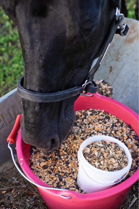 Buy A Horse, Horse Food, Sweet Foods, Farm Lifestyle, Horse Feed, Horse Treats, Horse Stalls, Baby Horses, Grain Foods