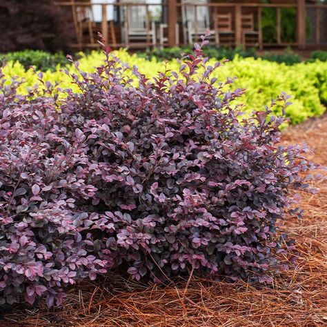 Crimson Fire™ Loropetalum for Sale | FastGrowingTrees.com Spring Blooming Trees, Berberis Thunbergii, Deer Garden, Rainbow Garden, Fragrant Garden, Perennial Border, Blooming Trees, Foundation Planting, Coastal Gardens