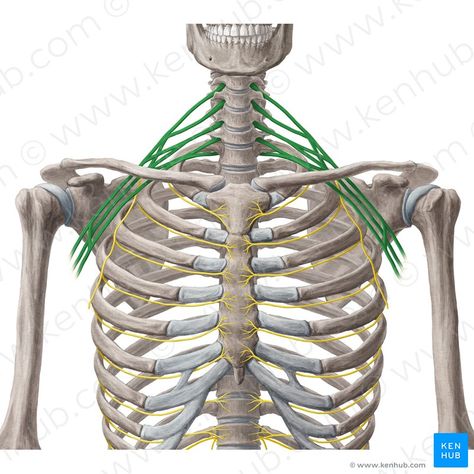 Brachial plexus (Plexus brachialis); Image: Yousun Koh Subscapularis Muscle, Axillary Nerve, Rib Pain, Vertebral Artery, Thoracic Vertebrae, First Rib, Sports Massage Therapy, Posture Brace, Chronic Lower Back Pain