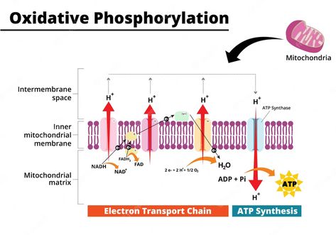 Premium Vector | Oxidative phosphorylation process electron transport chain the final step in cellular respiration Oxidative Phosphorylation, Electron Transport Chain, Cellular Respiration, Premium Vector, Graphic Resources, Chain, Quick Saves