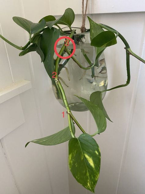 In this step-by-step guide, I teach you how to propagate pothos plants in plain, straight out of the tap, water from fresh pothos plant clippings and very few tools. These plants take barely any effort to grow and even less effort to maintain! #houseplants #pothos #propagate #propagatepothos #diy #diyhouseplants #homedecor #liveplants #glassvase #howto #farmhouse #classicplants #easyhouseplants #easyplants #growyourown Plant Clippings How To Grow, Pothos Clippings, Propagating Pothos, Propagate Pothos, Plant Clippings, Pothos Plants, Vine Plants, Easy House Plants, Plant Clips