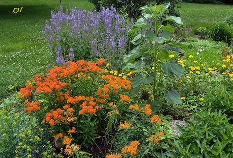 Companion Plant Ideas for Milkweed- Purple Salvia paired with Native Butterfly Weed Swamp Milkweed Garden, Milkweed Garden, Monarch Garden, Butterfly Milkweed, Grow Butterflies, Monarch Butterfly Garden, Purple Salvia, Butterfly Garden Plants, Garden Purple