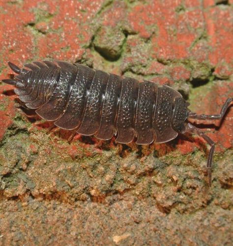 The Lower Mainland of BC tends to enjoy very damp spring and early summer weather. This dampness creates the ideal habitat for Woodlice – often called sow bugs or pill bugs. These are the small, grey, segmented animals that can be found beneath rotting wood, garbage cans, plant pots, and so on. They gather, sometimes in large numbers, anywhere where moisture collects and lasts throughout the day. Woodlice are actually crustaceans of the suborder Oniscidea, and are more closely related to shrimp Pill Bugs, Woodlice, Pill Bug, Organic Vegetable Garden, Organic Soil, Large Numbers, Summer Weather, Crustaceans, Garbage Can