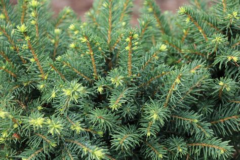 The white spruce is one of the most popular Christmas tree choices. It’s very hardy and easy to grow. Click on the following article to learn more white spruce information, including tips on growing white spruce trees and white spruce tree uses. White Spruce Tree Landscaping, White Spruce Tree, The Perfect Christmas Tree, Spruce Trees, Perfect Christmas Tree, White Spruce, Balsam Fir, Spruce Tree, Pine Branch