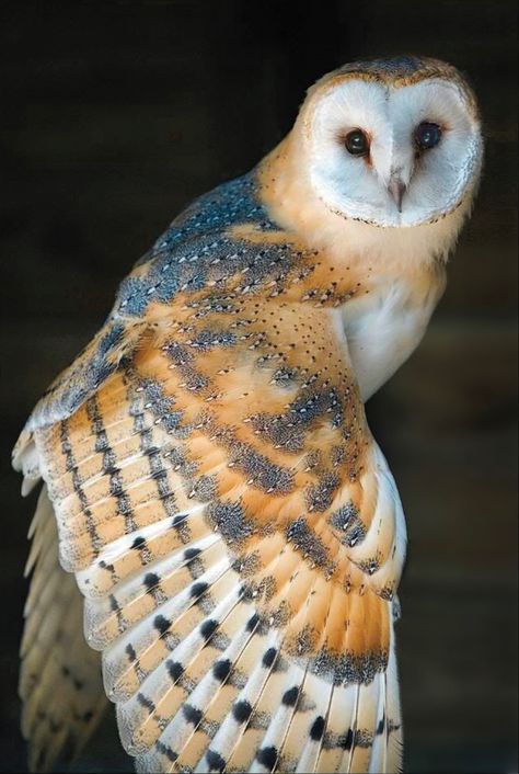 Normally strictly nocturnal predators, Barn Owls hunt on silent wings in open fields and meadows. Barn Owl Tattoo, Barn Owl Pictures, Ant Tattoo, Bird Reference, Snowy Owls, Barn Owls, Owl Photography, Animal Reference, Wild Animals Pictures