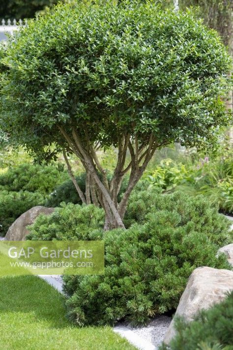 Osmanthus Burkwoodii, Pinus Mugo, Beautiful Gardens Landscape, Naturalistic Garden, Back Garden Design, Modern Landscape Design, Coastal Gardens, Plant Photography, Home Landscaping