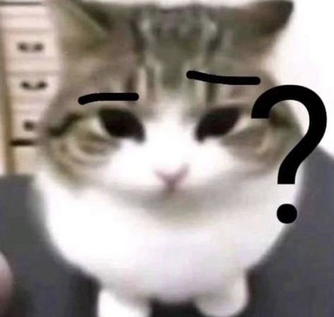 Cat Pics Cute, Confused Cat, Confused Face, Ugly Cat, Disney Animals, Cat Meme, Silly Cats Pictures, Roblox Funny, Cat Icon